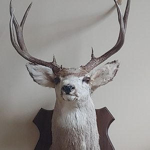 Mule Deer Shoulder Mount Taxidermy