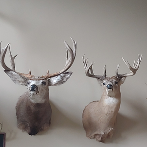 Mule Deer & White-tailed Deer Shoulder Mount Taxidermy