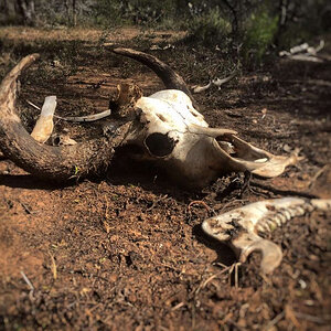 Old Cape Buffalo Skull