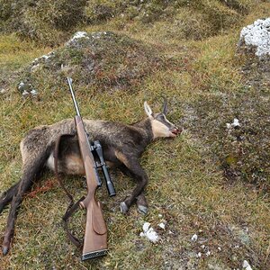 Tuscany Hunt Chamois