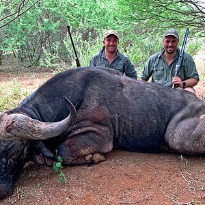 Cape Buffalo Hunt South Africa