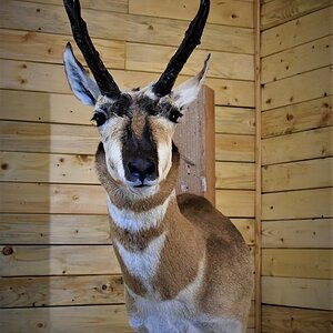 Pronghorn Shoulder Mount Taxidermy