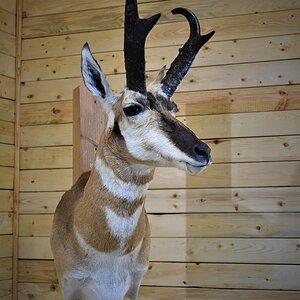 Pronghorn Shoulder Mount Taxidermy