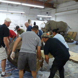 White Rhino Mounting Process