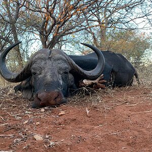 Hunting Buffalo in South Africa