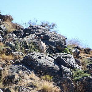 Kudu bull in his habitat