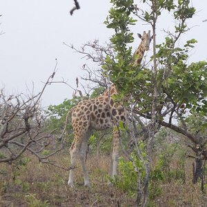 Giraffe Cameroon