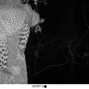 Leopard Trail Cam Pictures Zambia