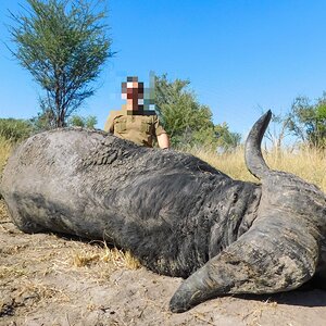 Hunt Cape Buffalo in Namibia