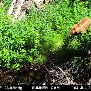 Sow Bear