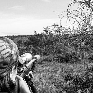 South Africa Hunt Burchell's Plain Zebra