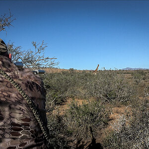 South Africa Hunt Giraffe