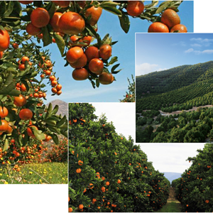 Fruit tress