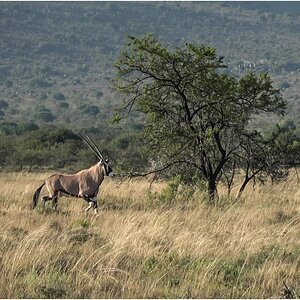 Gemsbok