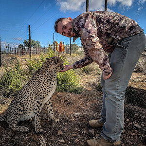 Cheetah