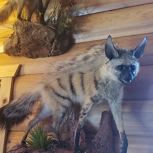 Bat-eared Fox & Aardwolf Full Mount Taxidermy