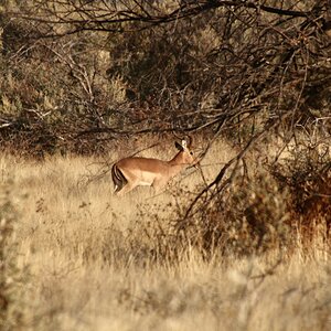 Impala moving about