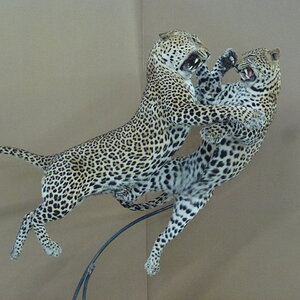 Dual Leopard Mount