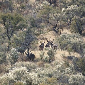 Kudu on a slow climb