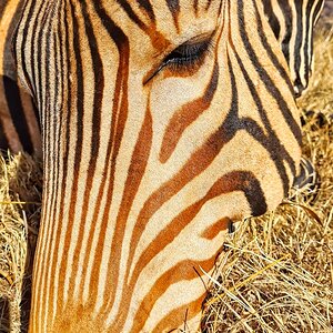 South Africa Hunt Hartmann's Mountain Zebra