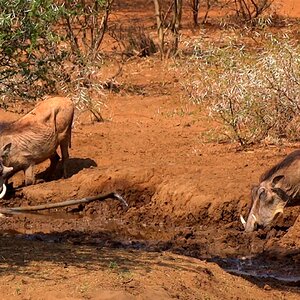 Warthogs South Africa