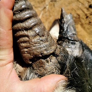 Gemsbok Horn