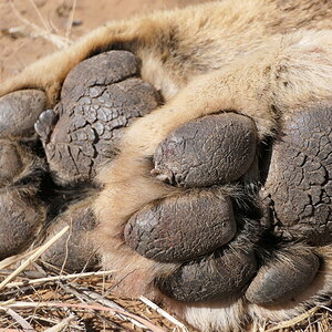 Lion Paw