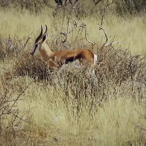 Hunting in South Africa with Tally-Ho Hunting Safari