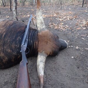 Australia Hunt Scrub Bull