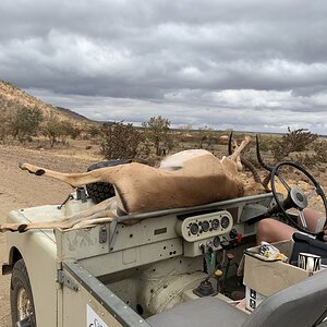 Hunting Impala in Zimbabwe