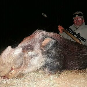 South Africa Hunting Bushpig