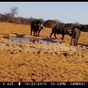Cape Buffalo Trail Cam Pictures Namibia