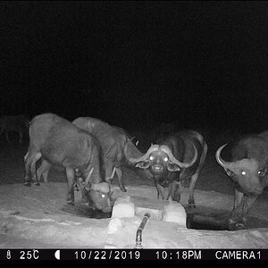 Namibia Trail Cam Pictures Cape Buffalo