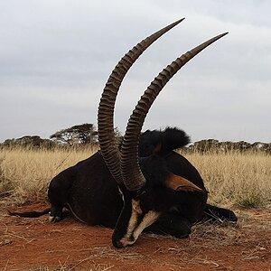 South Africa Bow Hunt Sable Antelope