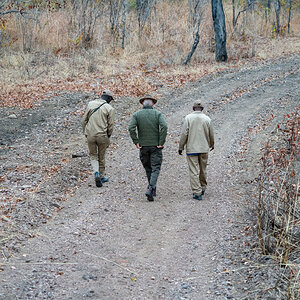 Tracking Buffalo