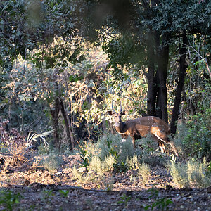 Bushbuck in Zambia