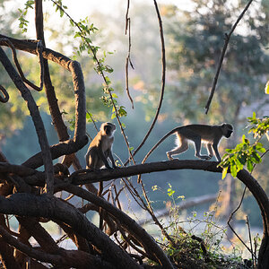 Bush baby monkeys Zambia
