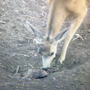 USA Trail Cam Pictures Deer