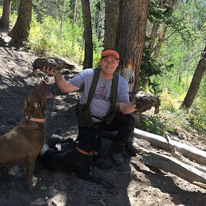 Blue Grouse Hunting USA