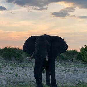 Elephant Botswana