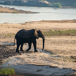 Elephant Zambia
