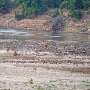 Lions on the chase