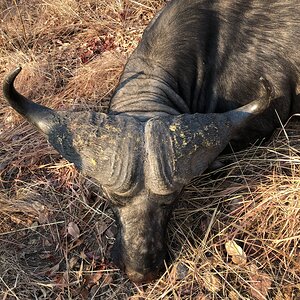 Hunting Cape Buffalo in Zambia