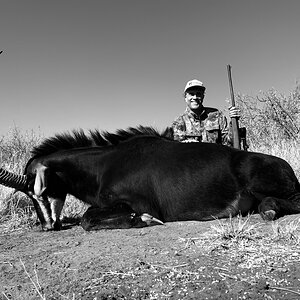 South Africa Hunt Sable Antelope