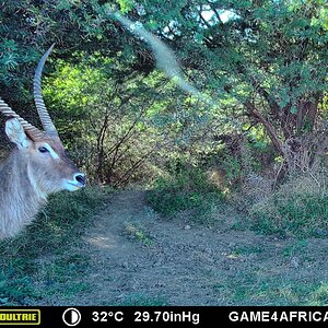 Trail Cam Pictures of Waterbuck in South Africa