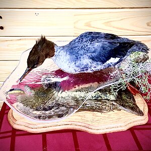 Merganser Full Mount Taxidermy