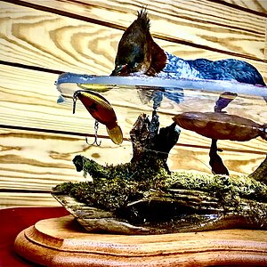 Merganser Full Mount Taxidermy