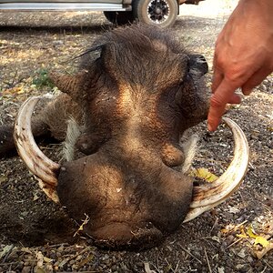 South Africa Hunting Warthog