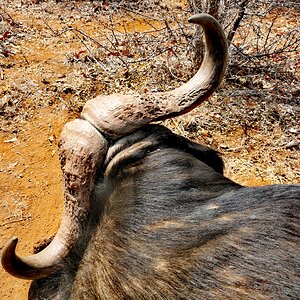 Hunt Cape Buffalo in South Africa