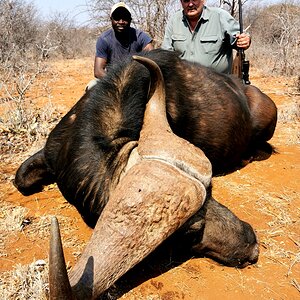 Cape Buffalo Hunt South Africa